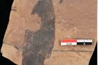 Foto (Detailsansicht) von Quercus palaeoilex Ettingshausen (NHMW-GEO-2024-0188-0828)